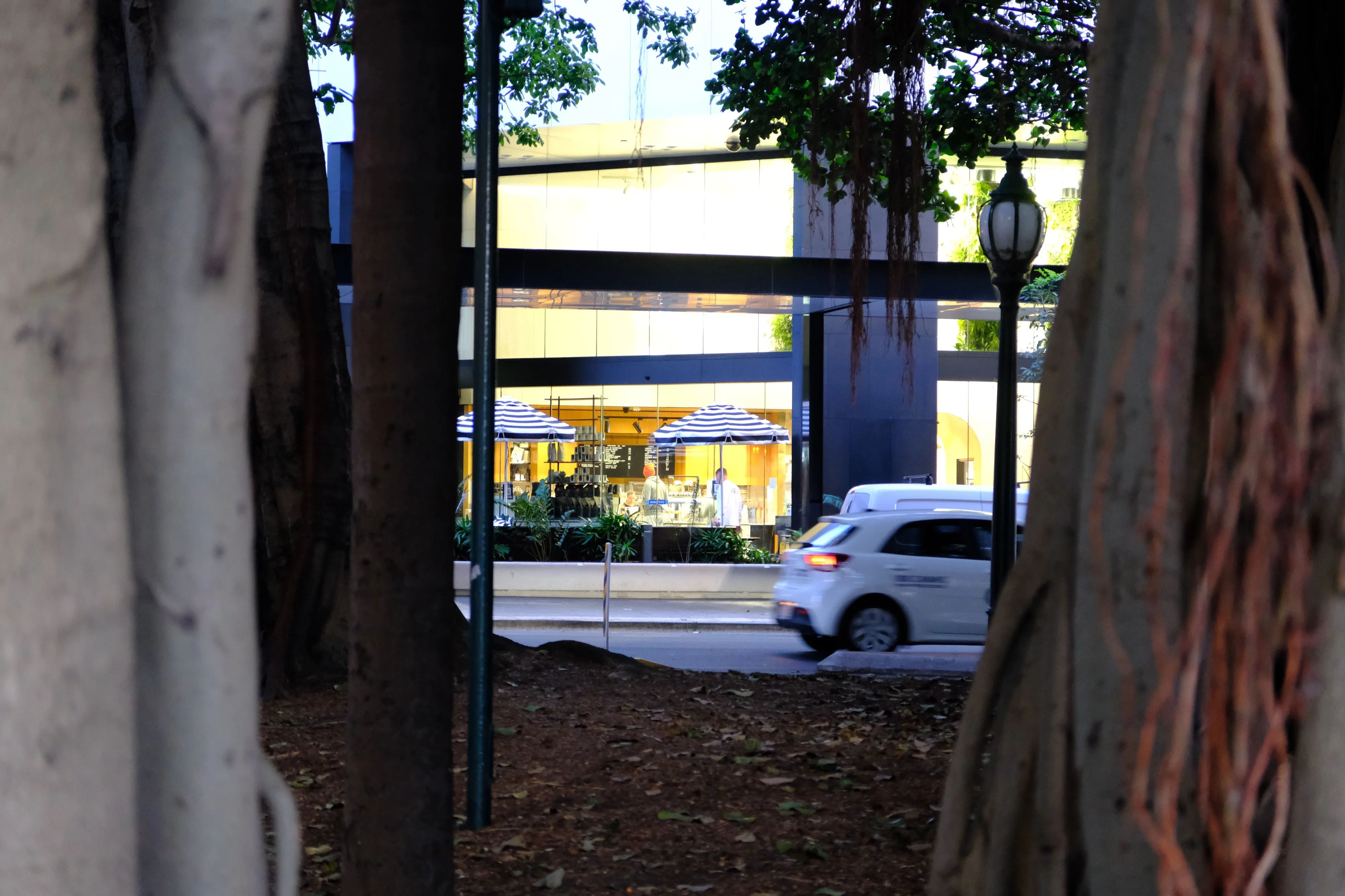 City street seen between large tree trunks, with a white car driving past a glass-fronted building with striped umbrellas