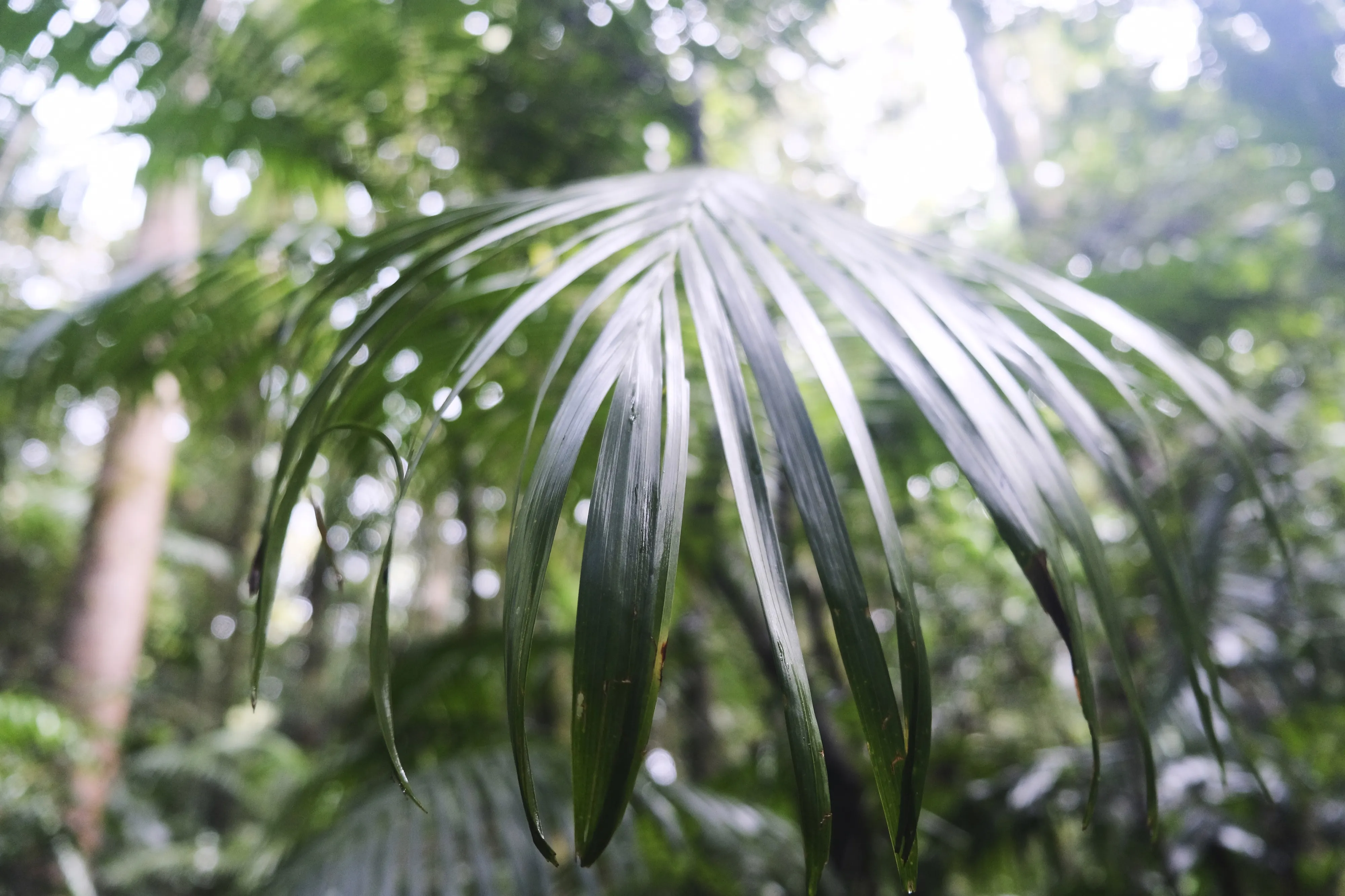 Long green palm frond curving in the foreground, with the soft rainforest and filtered light blurred behind it
