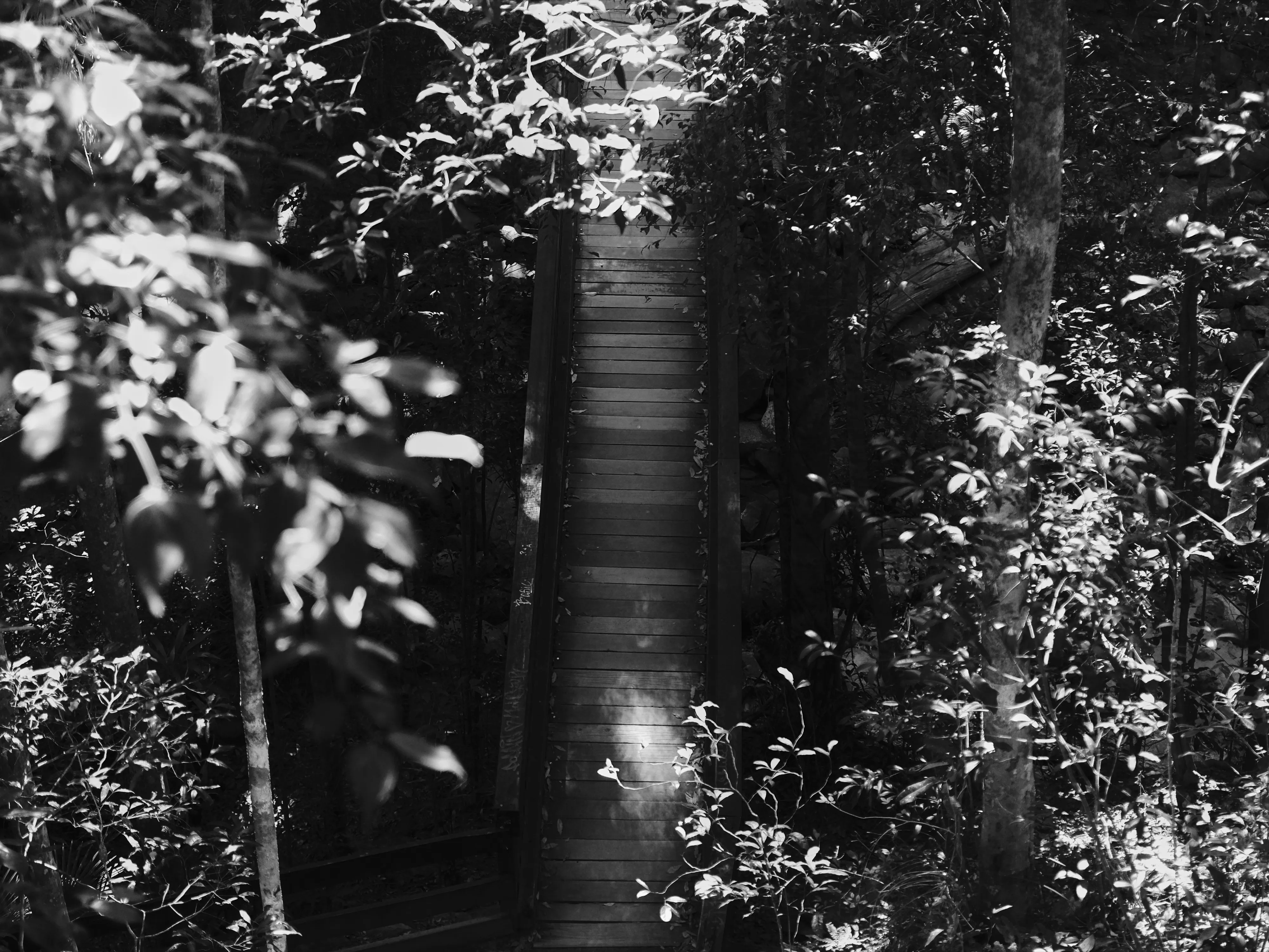 Black and white view down a wooden bridge through dense rainforest, with dappled light on the planks