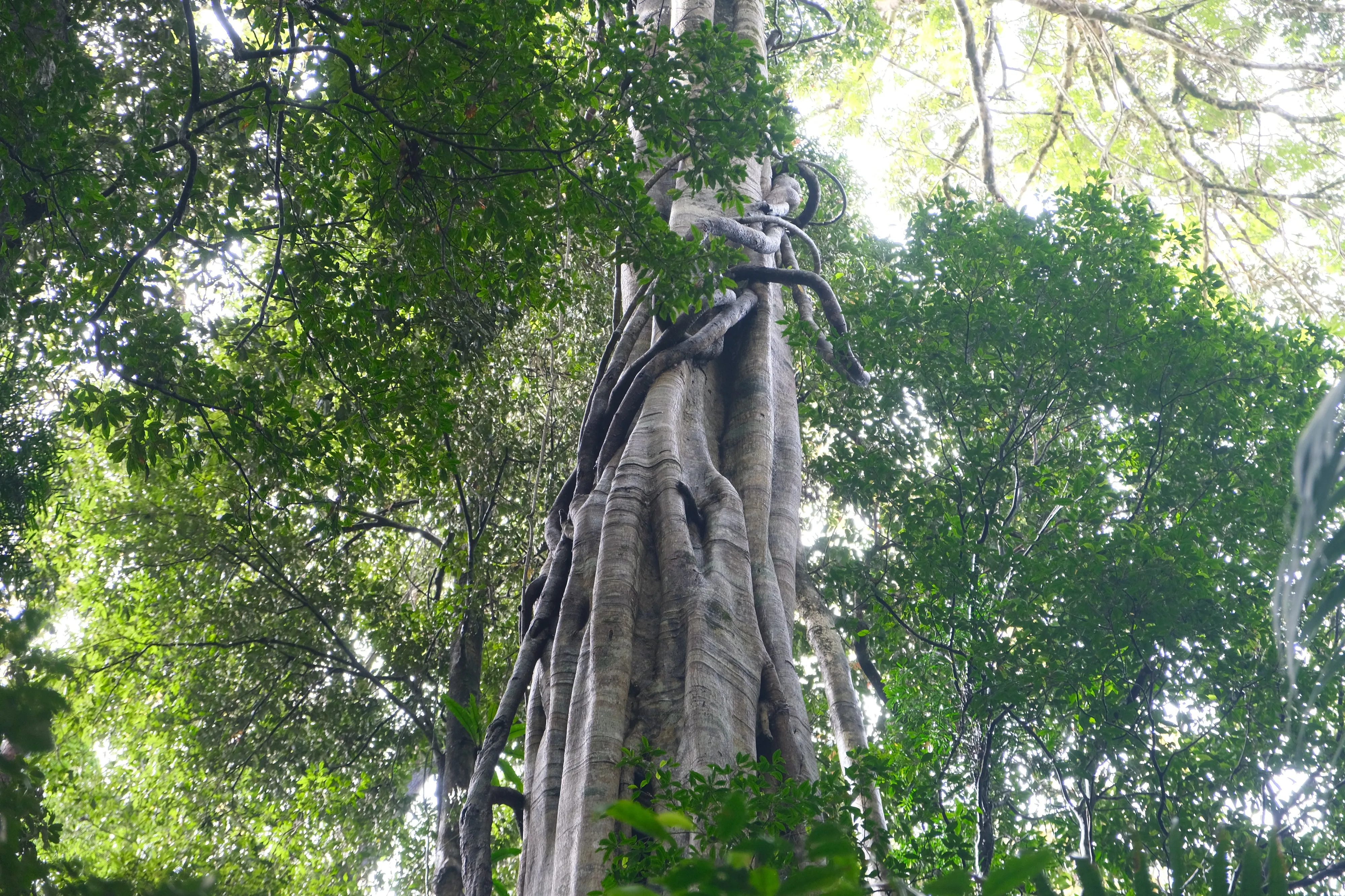 Looking up a tall rainforest tree trunk wrapped in vines, with the green canopy spreading overhead