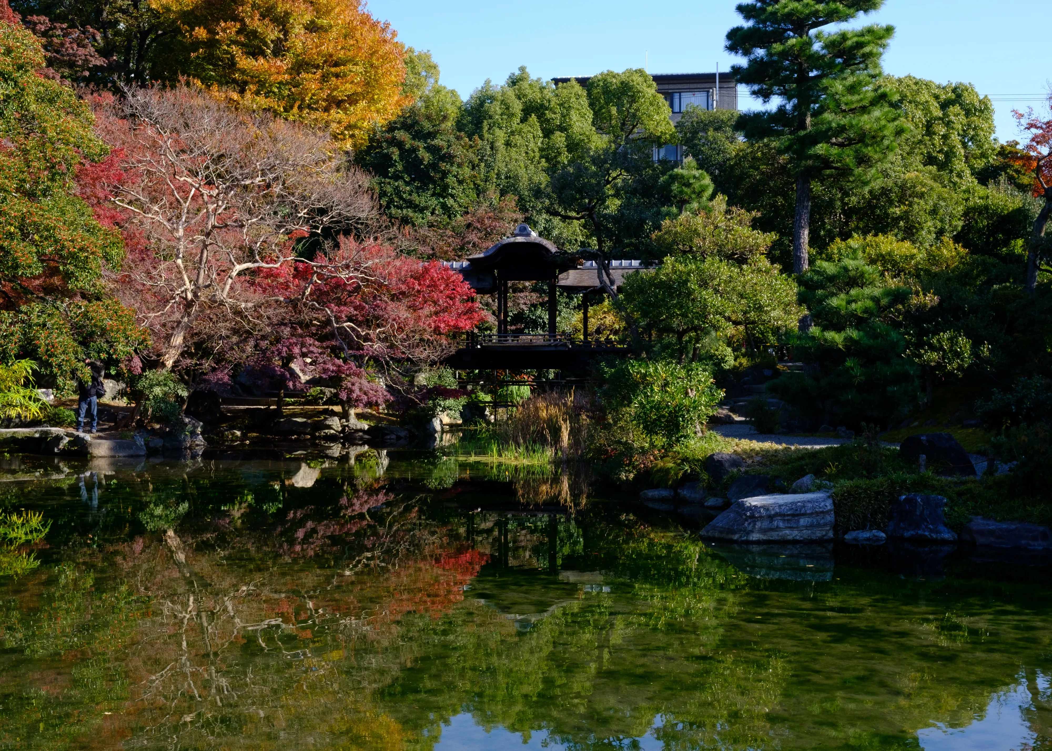 Japanese garden pond reflecting red maples, pines and a small wooden pavilion in bright autumn light