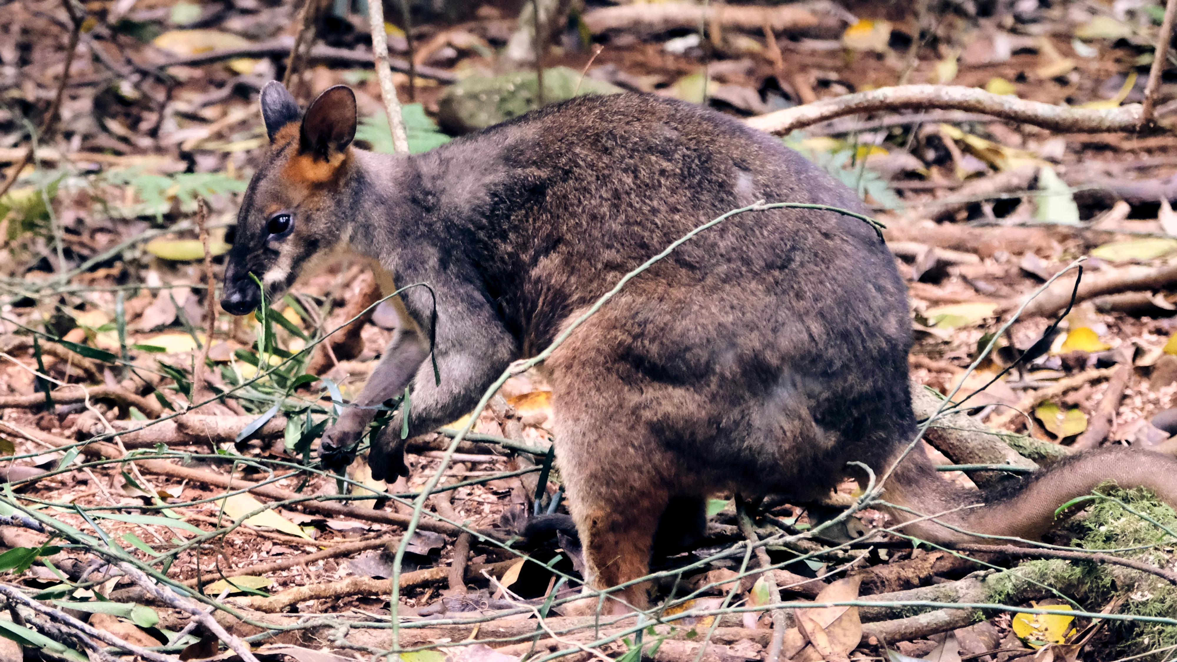 Small pademelon standing among fallen leaves and twigs on the rainforest floor