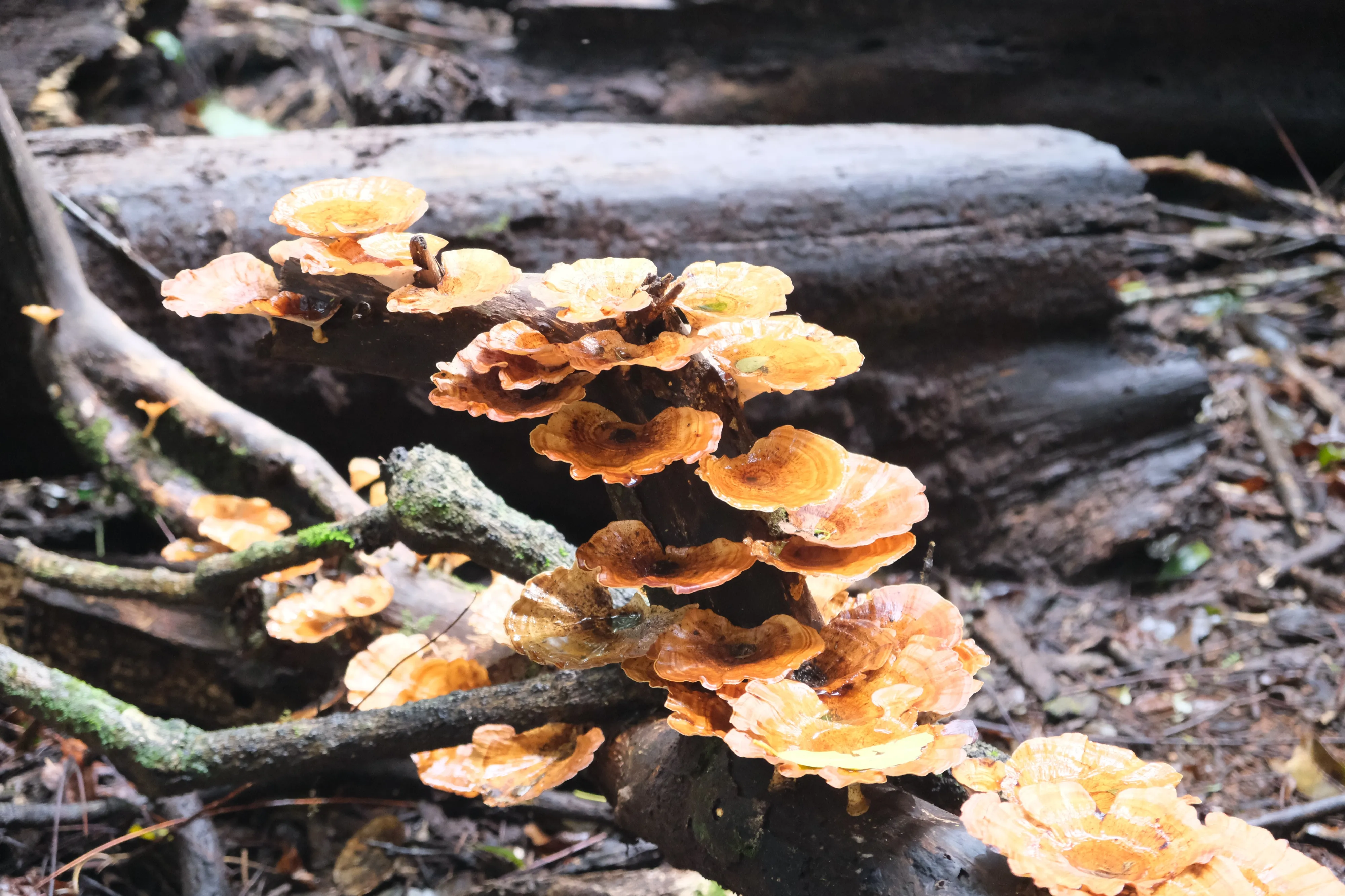 Cluster of orange shelf fungi growing on a fallen log among moss-covered branches